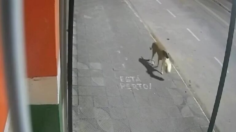 Cachorro “furta” sacola e atrapalha ladrões durante crime em MG - Foto: Reprodução