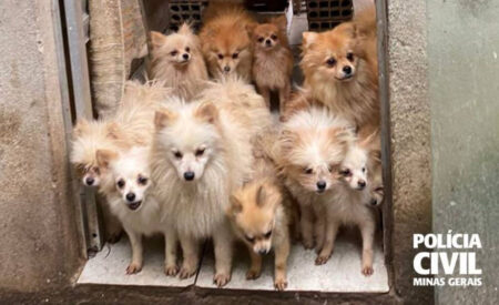 Mais de 20 cães da raça lulu da Pomerânia são resgatados em canil clandestino em BH - Foto: Divulgação/PCMG