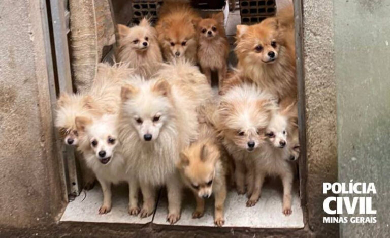 Mais de 20 cães da raça lulu da Pomerânia são resgatados em canil clandestino em BH - Foto: Divulgação/PCMG