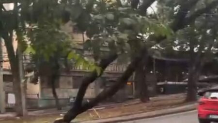 Queda de árvore deixa 42 imóveis sem energia no bairro Lourdes, em BH - Foto: Reprodução