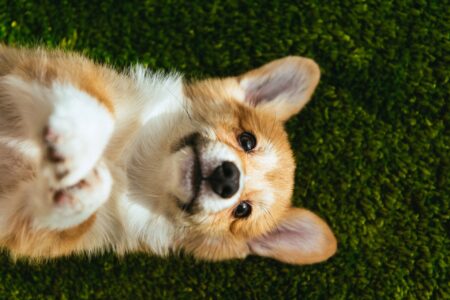 Homem é baleado na cabeça pelo próprio irmão em disputa pela guarda de cachorro em Poços de Caldas - Foto: Divulgação/Depositphotos