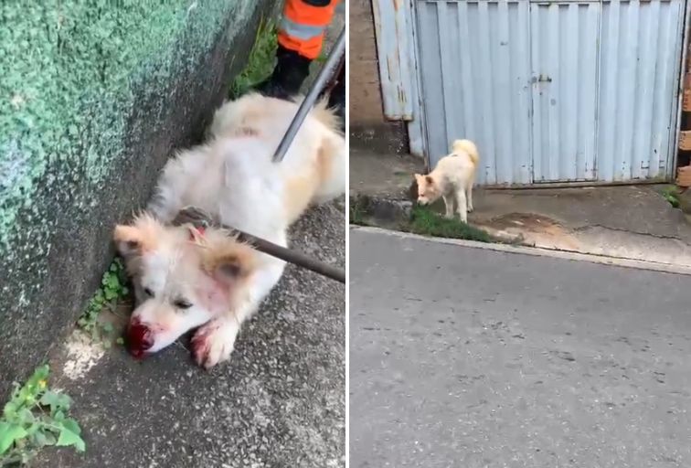 Homem é atacado pelo próprio cachorro no Barreiro, em BH Homem é atacado pelo próprio cachorro no Barreiro, em BH - Foto: Divulgação/CBMMG
