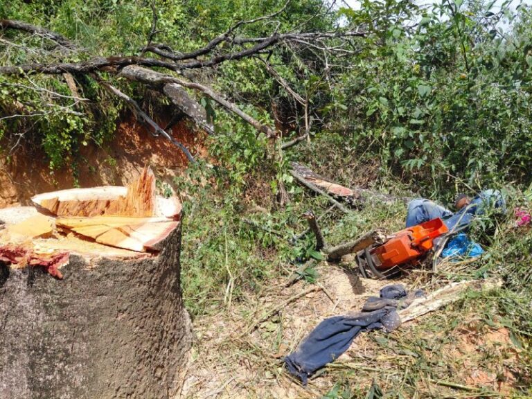 Homem morre após ser atingido por árvore em Pedro Leopoldo - Foto: Divulgação/Corpo de Bombeiros
