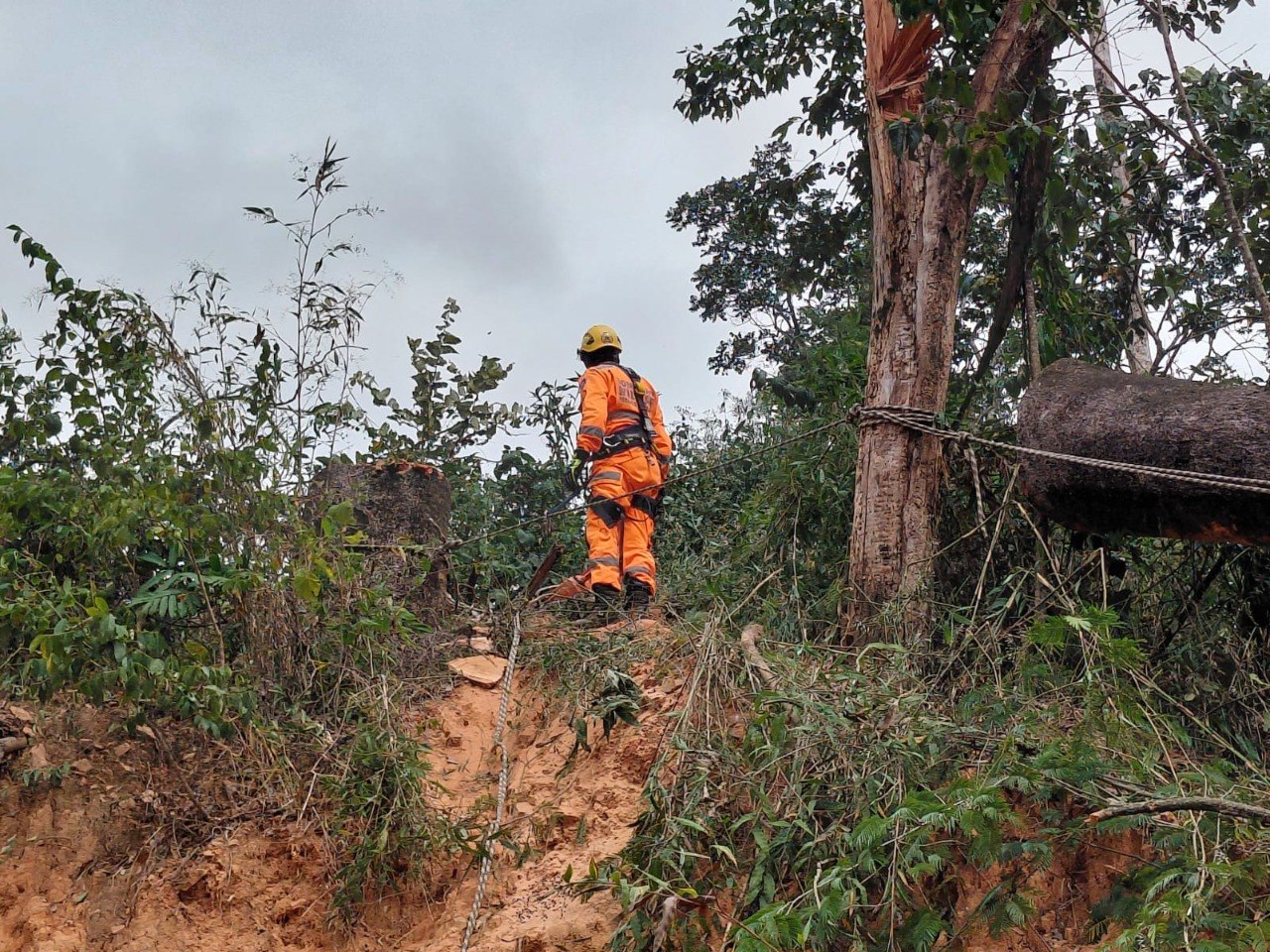 Homem morre após ser atingido por árvore em Pedro Leopoldo - Foto: Divulgação/Corpo de Bombeiros