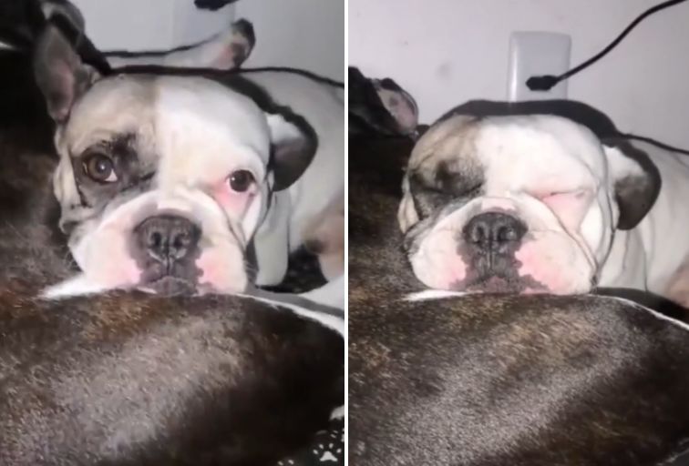 Cão Bruce recebe alta após ser baleado por policial em BH Cão Bruce recebe alta após ser baleado por policial em BH - Fto: Reprodução/Redes Sociais