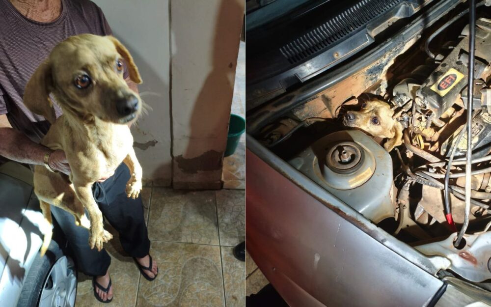 Cachorro caramelo fica preso no motor de carro e mobiliza bombeiros em MG Cachorro caramelo fica preso no motor de carro e mobiliza bombeiros em MG - Foto: Divulgação/Corpo de Bombeiros
