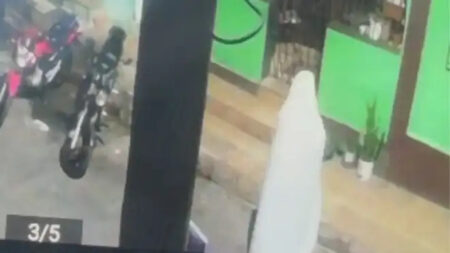 'Fantasma' furta orquídea de idosa de 87 anos em BH e ação é flagrada por câmera - Foto: Reprodução