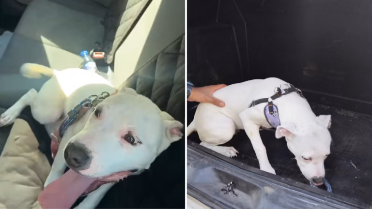 Mulher é presa em flagrante após deixar cão trancado em carro em João Monlevade Mulher é presa em flagrante após deixar cão trancado em carro em João Monlevade - Foto: Divulgação/PMMG