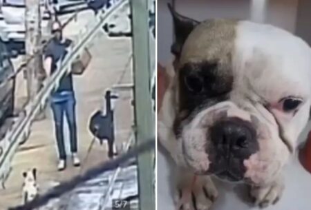 Homem atira contra cachorro bulldog francês em avenida de BH Homem atira contra cachorro bulldog francês em avenida de BH - Foto: Reprodução/Redes Sociais