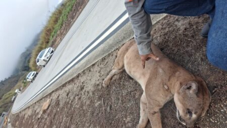 Onça é atropelada e morre na BR-381, em Minas Gerais - Foto: Reprodução/Redes Sociais