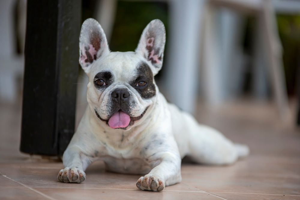 Justiça decide que buldogue francês dado de presente deve ficar com ex-mulher - Foto: Envato Elements / Imagem ilustrativa