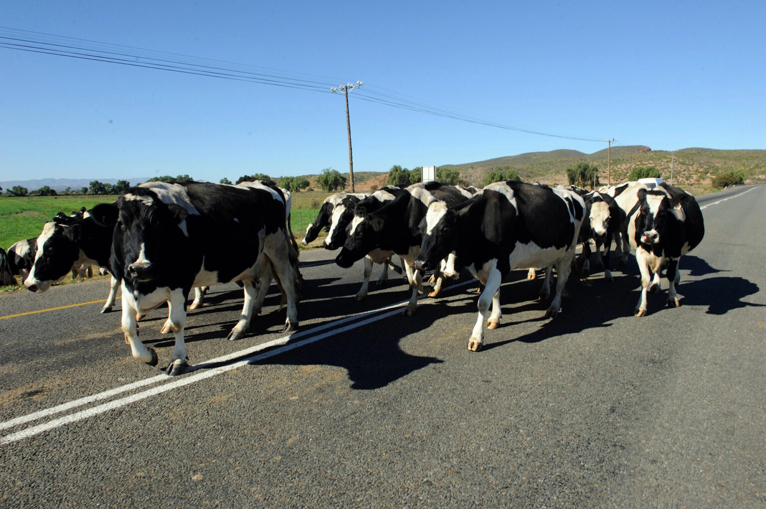 Concessionária indenizará motorista que atropelou vacas em rodovia de MG Concessionária indenizará motorista que atropelou vacas em rodovia de MG - Foto: Divulgação/Depositphotos