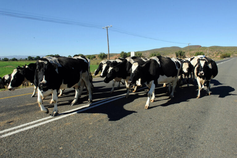Concessionária indenizará motorista que atropelou vacas em rodovia de MG - Foto: Divulgação/Depositphotos
