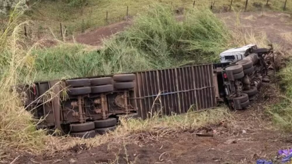 Acidente com carreta deixa 60 animais mortos na BR-262, em Uberaba - Foto: Redes Sociais/Reprodução