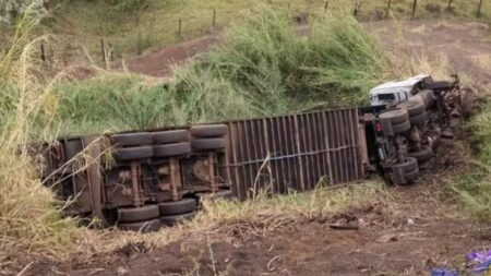 Acidente com carreta deixa 60 animais mortos na BR-262, em Uberaba - Foto: Redes Sociais/Reprodução