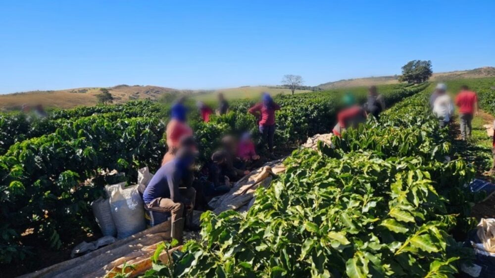 Operação resgata 32 trabalhadores em situação análoga à escravidão em fazenda de café em MG - Foto: Divulgação/MTE