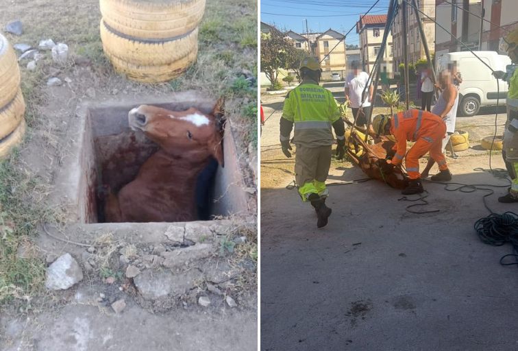 Égua é resgatada após cair em cisterna na Grande BH Égua é resgatada após cair em cisterna na Grande BH - Foto: Divulgação/CBMMG