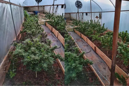 Homem é preso com plantação de maconha em apartamento na região de Venda Nova, em BH - Foto: Reprodução