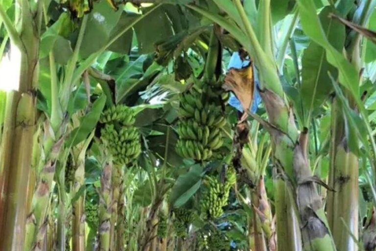 Produção de frutas avança na Zona da Mata image 870x580 6a4bb8b005f55 8fEjga