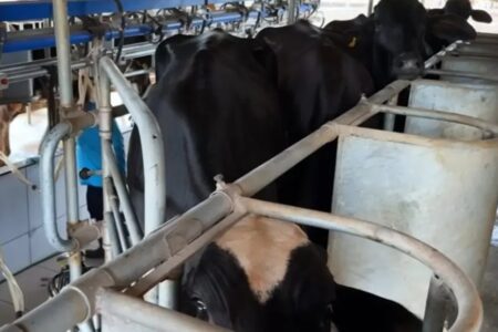 Potência leiteira enfrenta saída de produtores image 870x580 6a638205879d6 mAfvJf