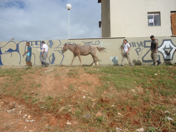 BH aumenta taxas para apreensão e guarda de animais de grande porte - Foto: Avanilton de Aguilar / PBH