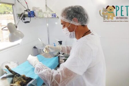 BH terá mutirão gratuito para castração de cães e gatos; veja como participar - Foto: Divulgação/PBH