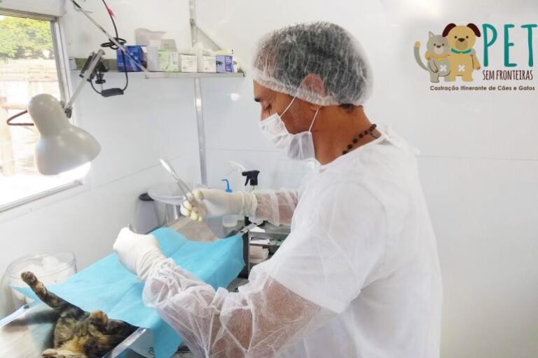 BH terá mutirão gratuito para castração de cães e gatos; veja como participar - Foto: Divulgação/PBH