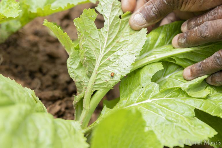 PBH abre inscrições para 200 vagas gratuitas em curso on-line de agroecologia PBH abre inscrições para 200 vagas gratuitas em curso on-line de agroecologia - Foto: Divulgação/PBH