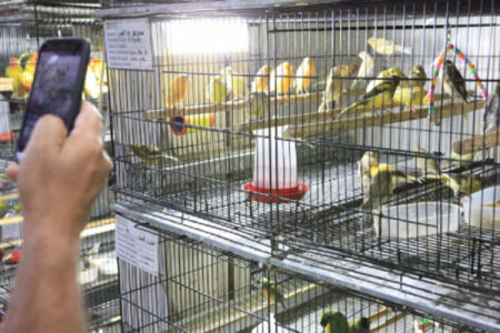 Câmara de BH aprova regra que muda a venda de animais vivos; entenda - Foto: Divulgação/CMBH