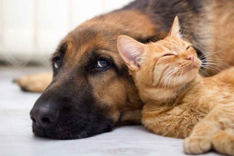 PBH reabre cadastro para protetores de animais domésticos PBH reabre cadastro para protetores de animais domésticos - Foto: Divulgação/Depositphotos