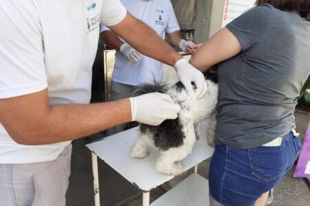 Cães e gatos serão vacinados contra a raiva neste sábado em BH - Foto: Divulgação/PBH
