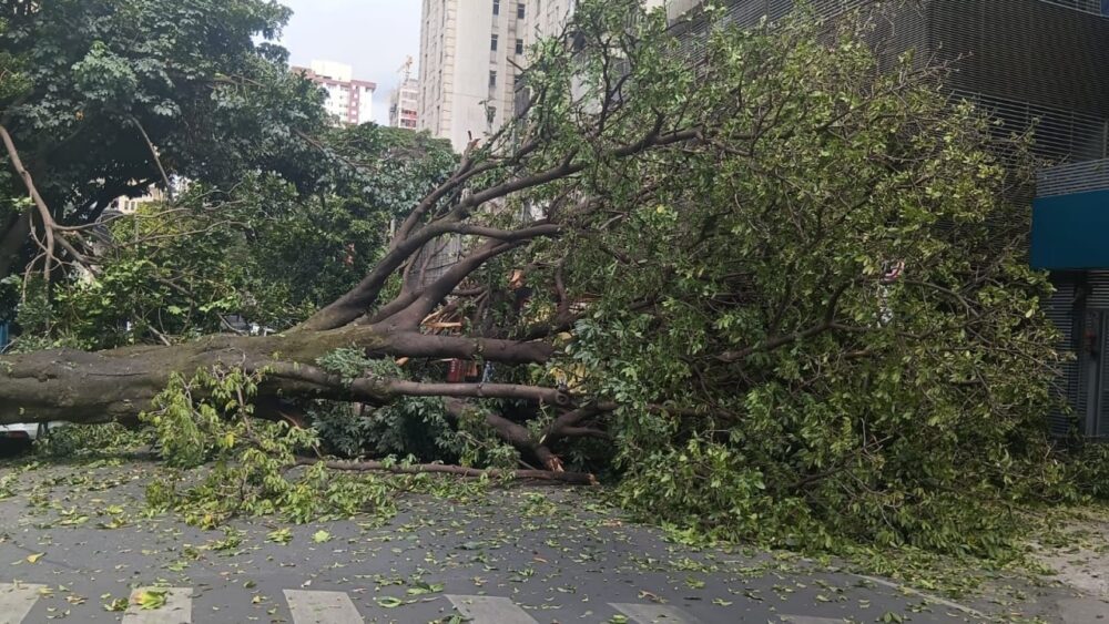 Árvore de grande porte cai, atinge caminhão e interdita cruzamento na Savassi, em BH Árvore de grande porte cai, atinge caminhão e interdita cruzamento na Savassi, em BH - Foto: Divulgação/Corpo de Bombeiros