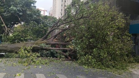 Árvore de grande porte cai, atinge caminhão e interdita cruzamento na Savassi, em BH Árvore de grande porte cai, atinge caminhão e interdita cruzamento na Savassi, em BH - Foto: Divulgação/Corpo de Bombeiros