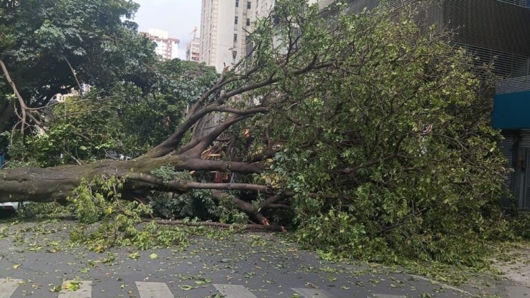 Árvore de grande porte cai, atinge caminhão e interdita cruzamento na Savassi, em BH - Foto: Divulgação/Corpo de Bombeiros