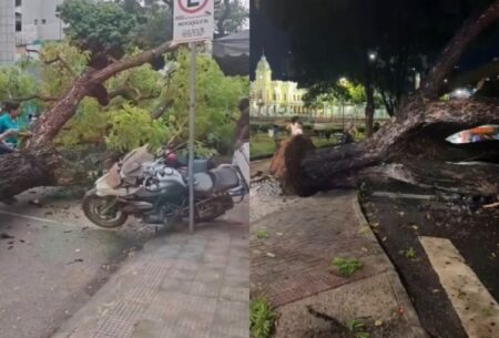 BH: Árvore de grande porte cai e atinge motos no Santa Efigênia BH: Árvore de grande porte cai e atinge motos no Santa Efigênia - Foto: Reprodução/Redes Sociais