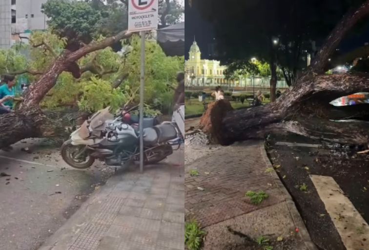 BH: Árvore de grande porte cai e atinge motos no Santa Efigênia BH: Árvore de grande porte cai e atinge motos no Santa Efigênia - Foto: Reprodução/Redes Sociais