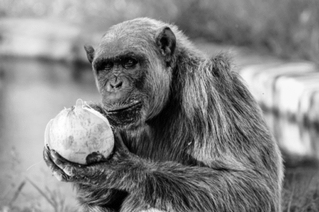 Chimpanzé Serafim morre aos 38 anos no Zoológico de BH Chimpanzé Serafim morre aos 38 anos no Zoológico de BH - Foto: Juan Espanha/PBH