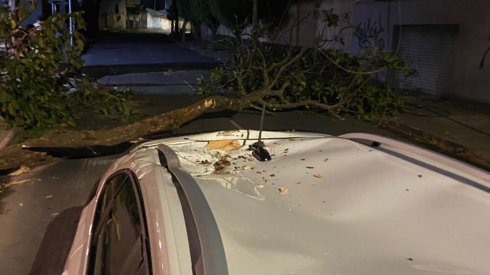 Árvore cai sobre carro com quatro pessoas na região da Pampulha, em BH - Foto: Divulgação/Corpo de Bombeiros