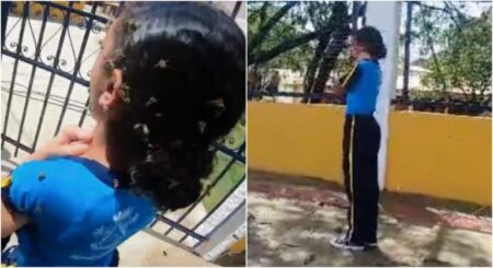 Alunos são atacados por abelhas após colmeia cair em escola na Grande BH - Foto: Reprodução