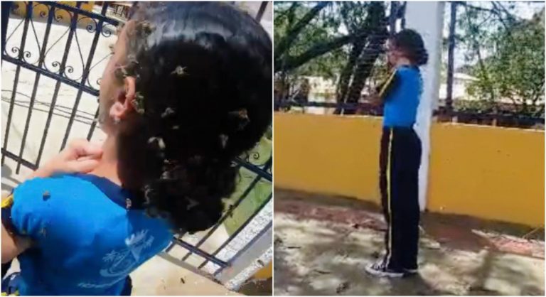 Alunos são atacados por abelhas após colmeia cair em escola na Grande BH - Foto: Reprodução