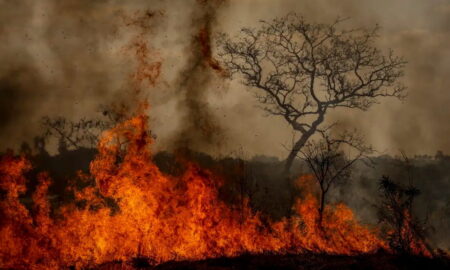 BH cria política de manejo do fogo para prevenir incêndios em áreas verdes BH cria política de manejo do fogo para prevenir incêndios em áreas verdes - Foto: Marcelo Camargo/Agência Brasil