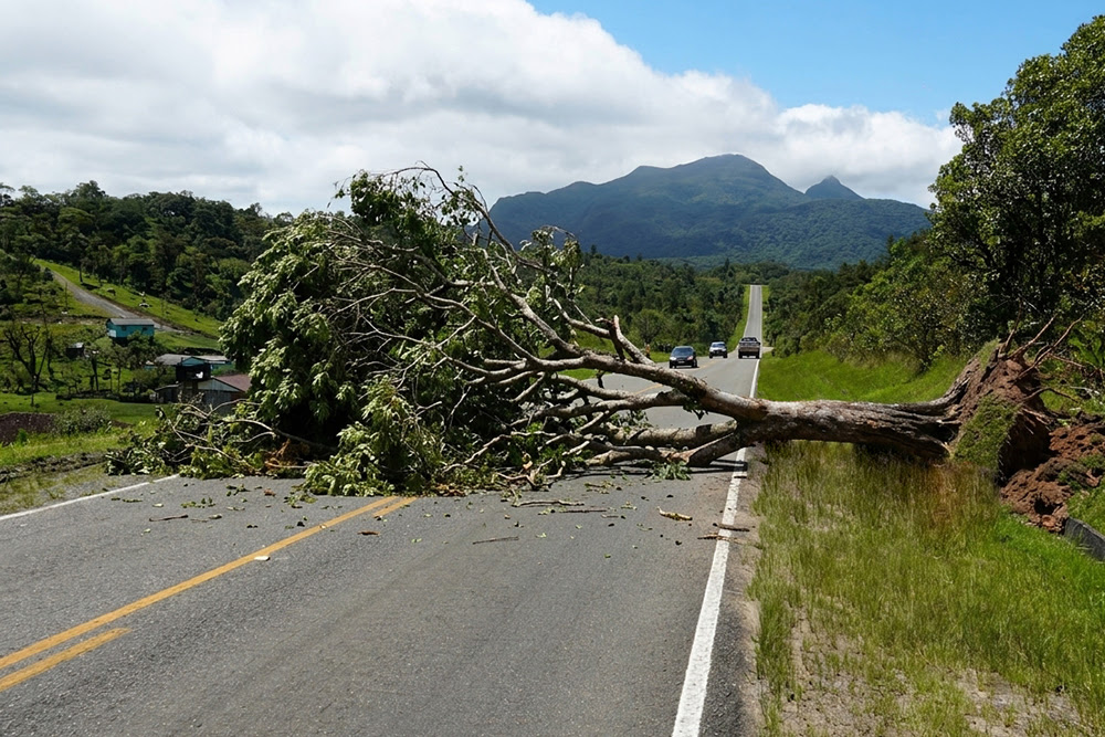 DER-MG é condenado a pagar R$ 150 mil após morte de caminhoneiro em acidente com árvore na pista - Foto: Envato Elements / Gemini / Imagem ilustrativa